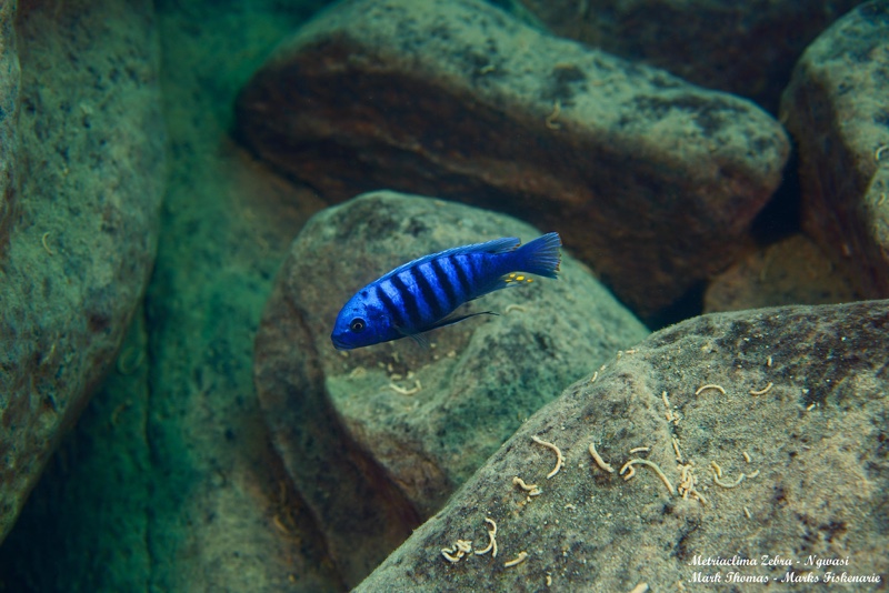 Maylandia zebra 'Ngwasi'